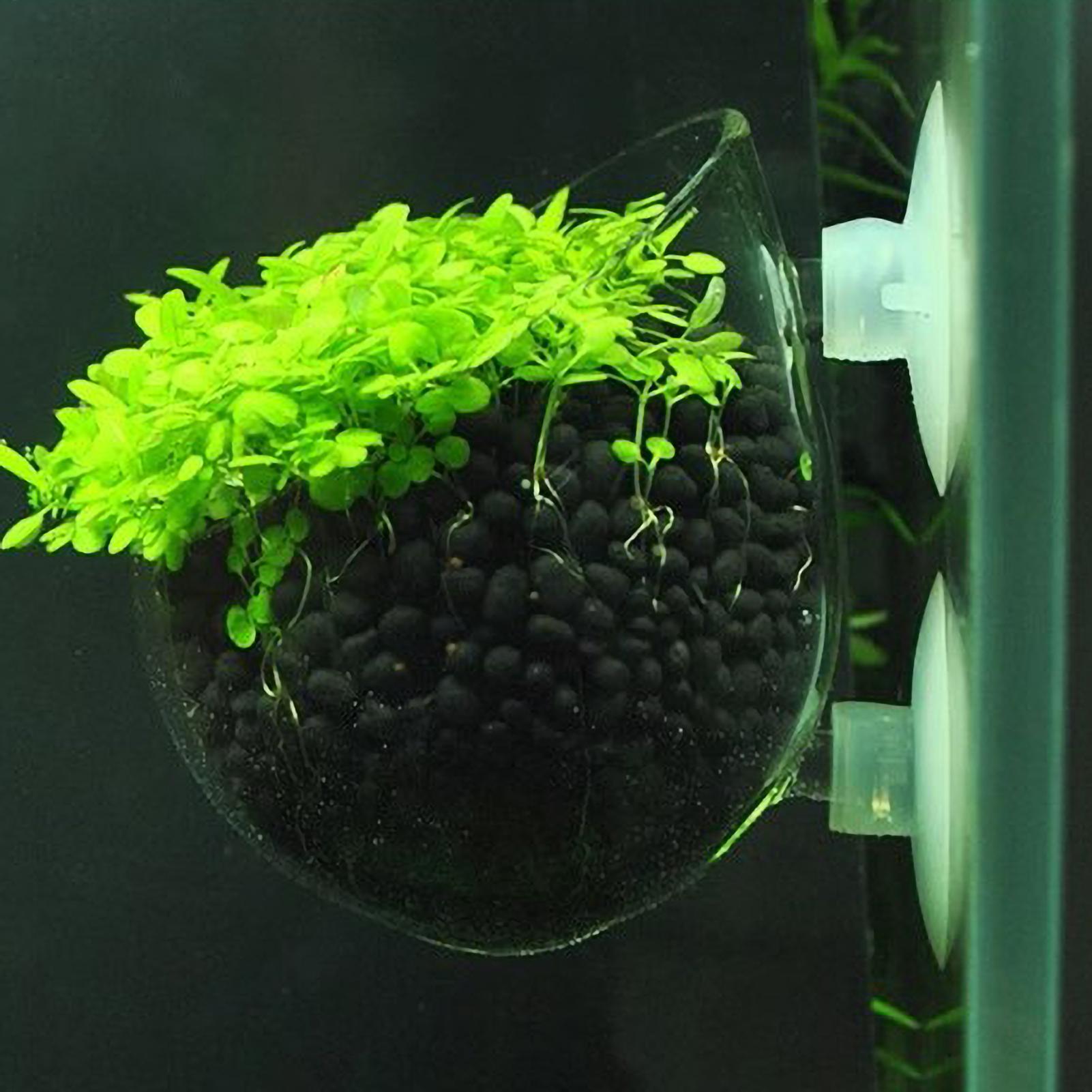 Aquarium Plant Holder Glass Aq - Plant Aquarium Pot 评论和价格