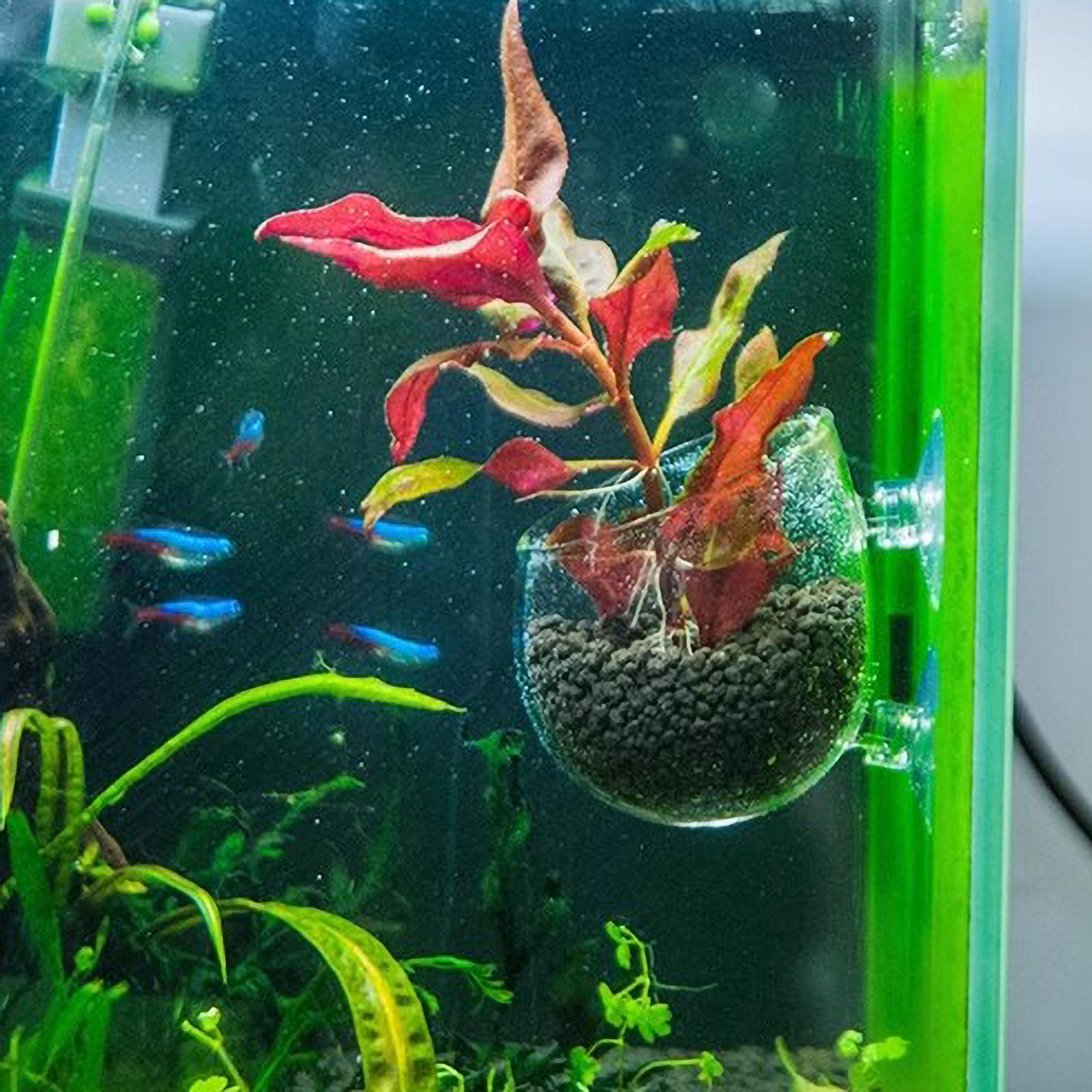 Aquarium Plant Holder Glass Aq - Plant Aquarium Pot 评论和价格