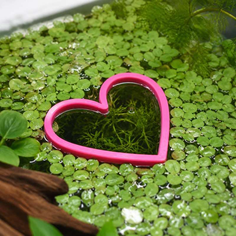 Heart Shaped Floating Fish Fee - Aquarium Fertilizer 评论和价格