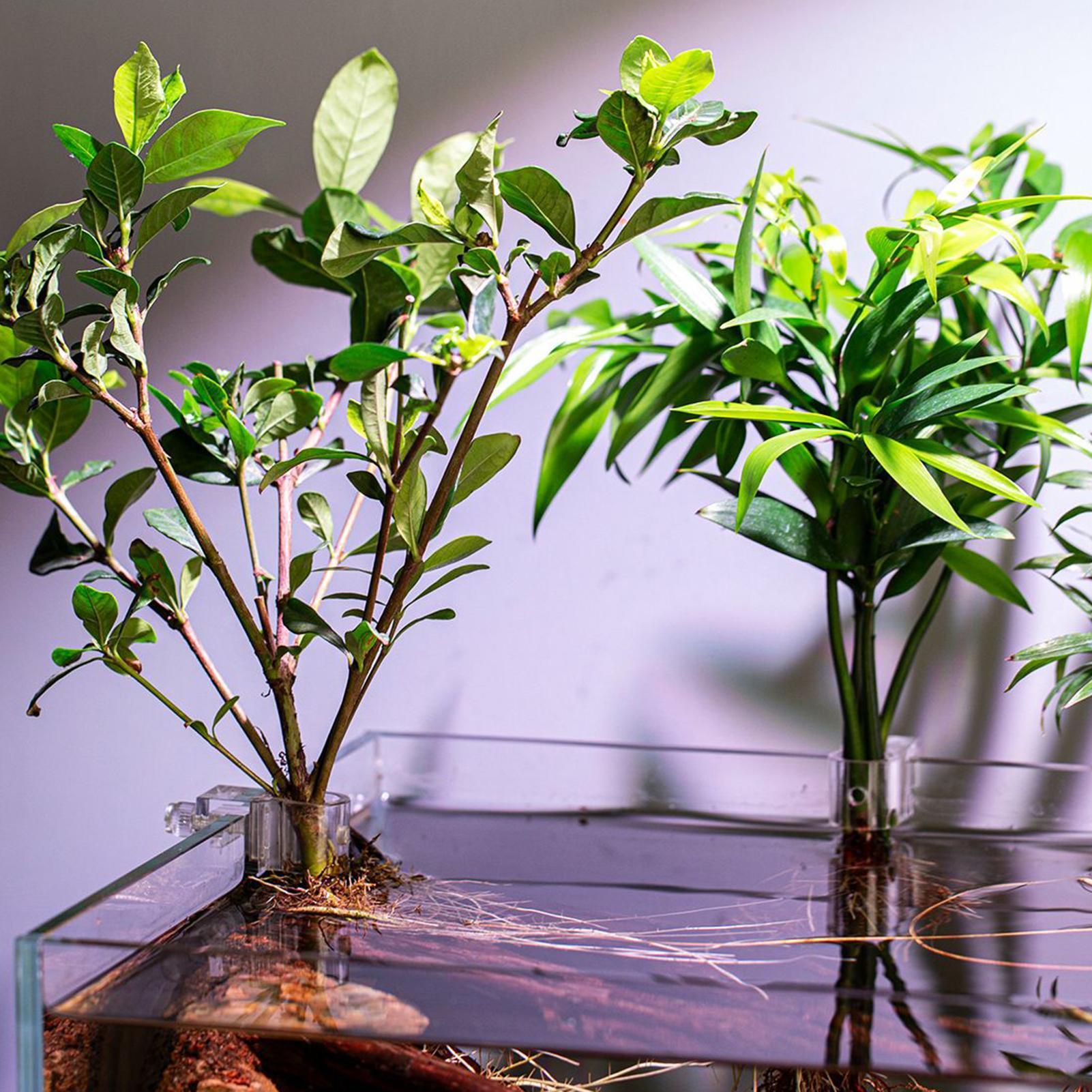 6pcs Aquarium Plant Holders Cl - Aquarium Plant Holder 评论和价格