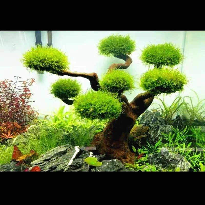 Aquarium Driftwood Landscaping - Aquarium Driftwood 评论和价格