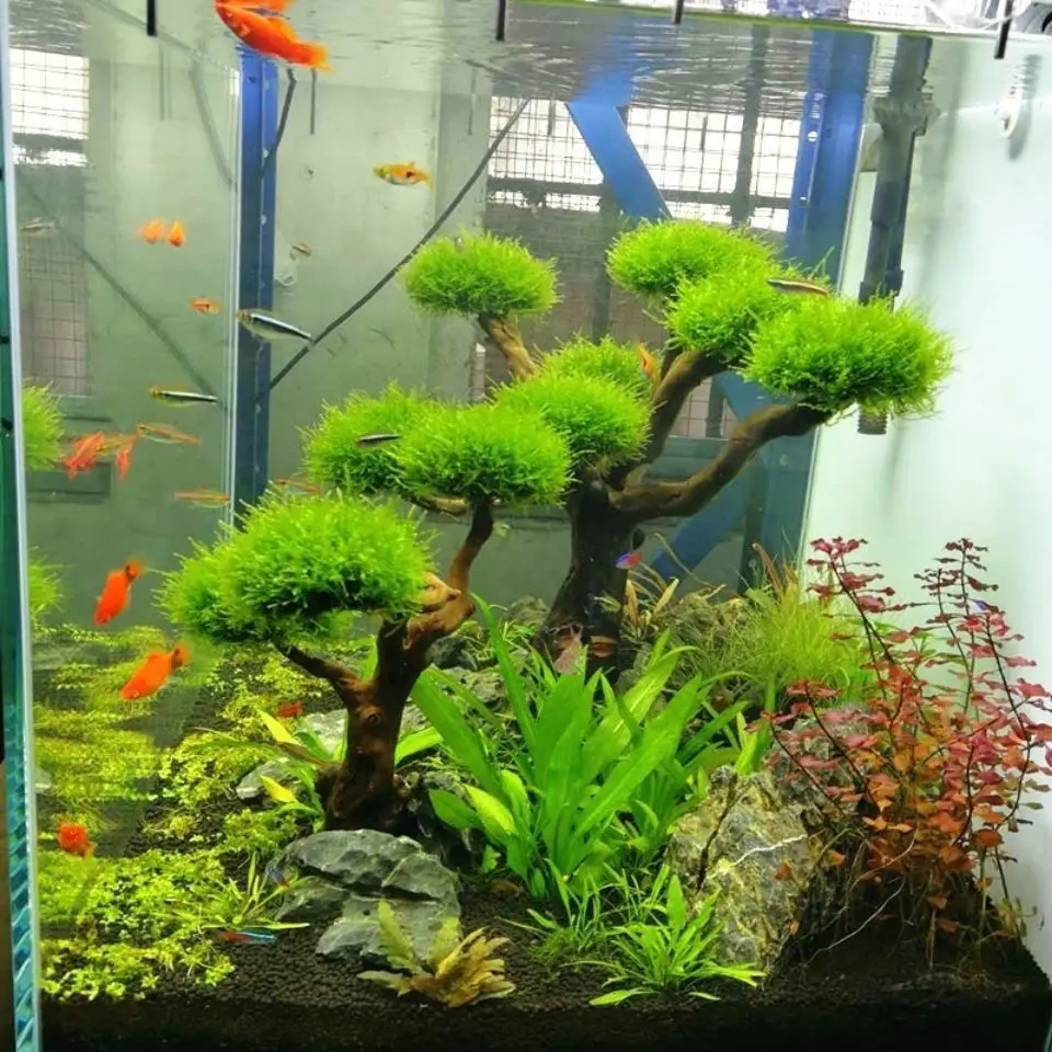 Aquarium Driftwood Landscaping - Aquarium Driftwood 评论和价格