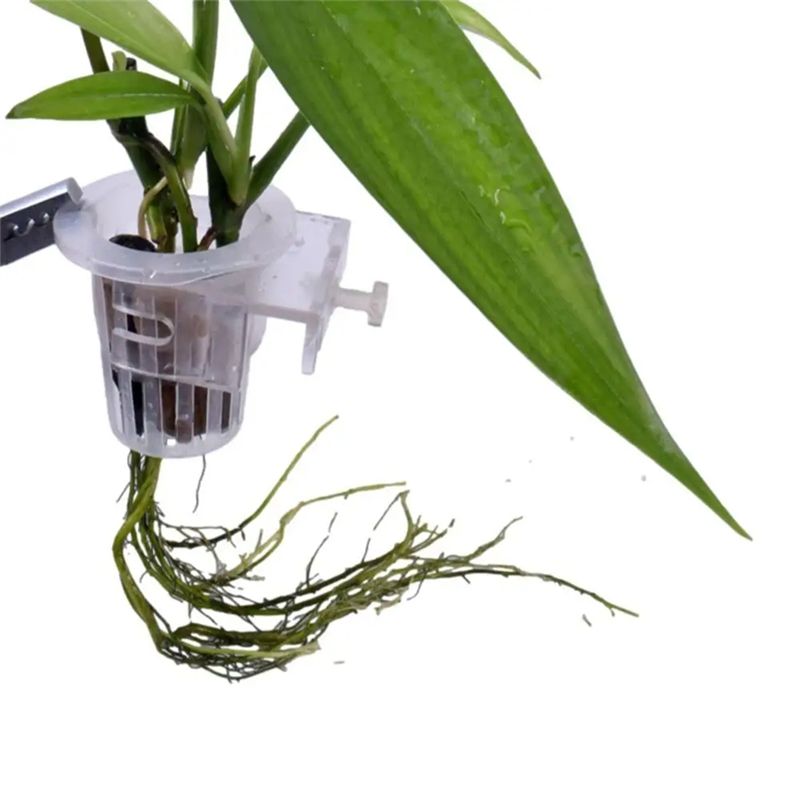 A7THK-2Pcs Transparent Hanging - Aquarium Plant Holder 评论和价格