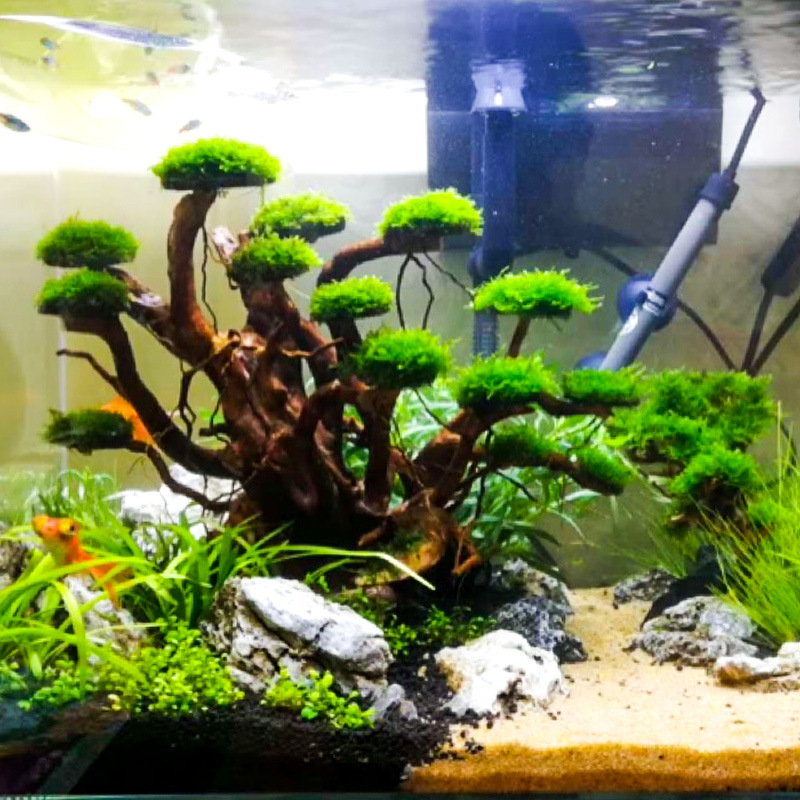 Aquarium Landscaping Moss Tree - Aquarium Driftwood 评论和价格