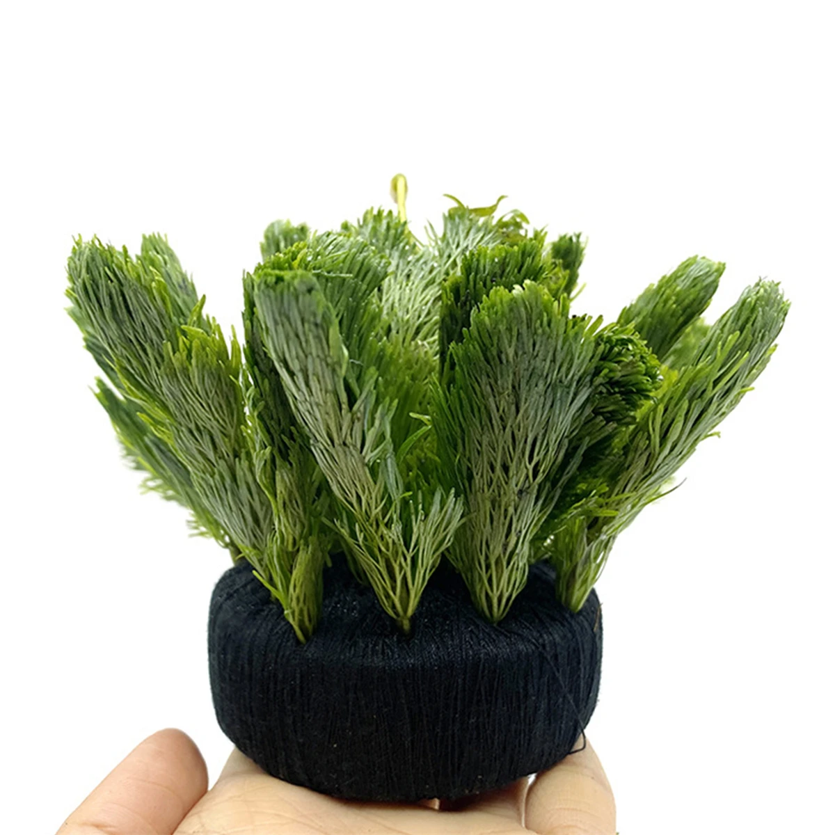 5Pcs Black Fish Tank Water Gra - Aquarium Plant Substrate 评论和价格