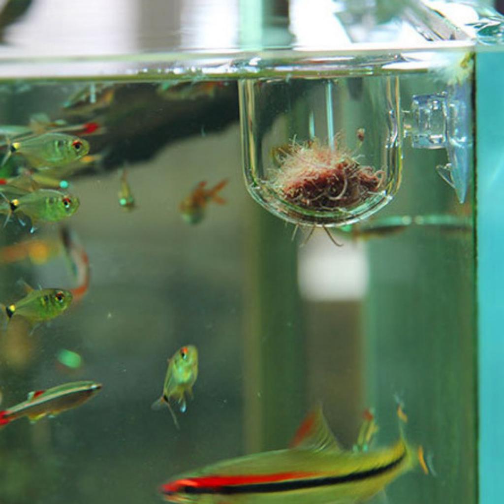 Fish Feeding Basket Glass Aqua - Live Plant Aquarium 评论和价格